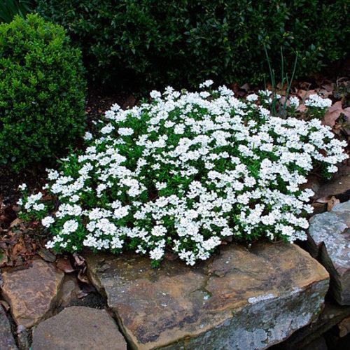 Iberis sempervirens Snowsurfer&trade; Forte 