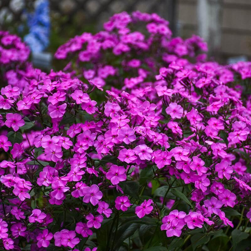 Phlox Cloudburst