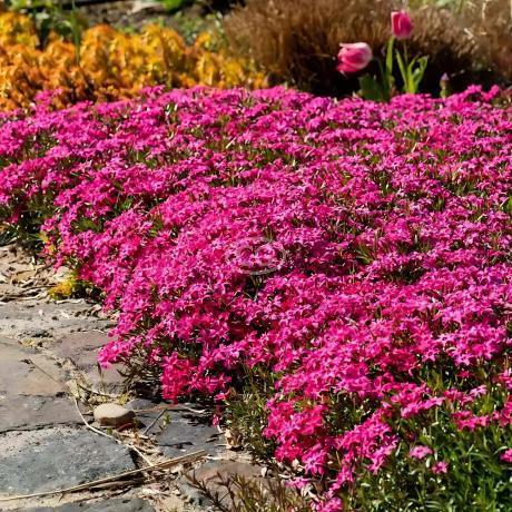 Phlox subulata Scarlet Flame