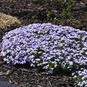Phlox subulata Spring Blue