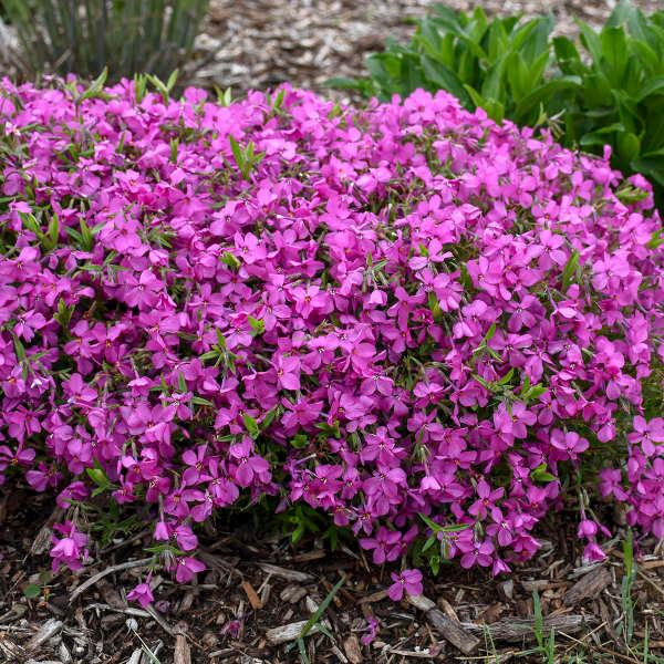 Phlox Magenta Sprite