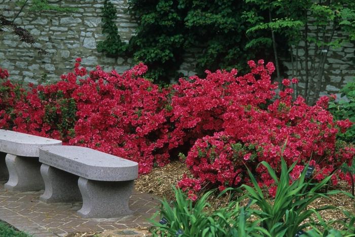 Rhododendron Girard hybrid Girard's Crimson