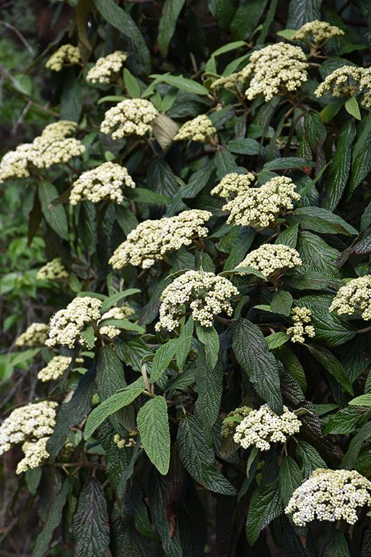 Viburnum rhytidophyllum Cree