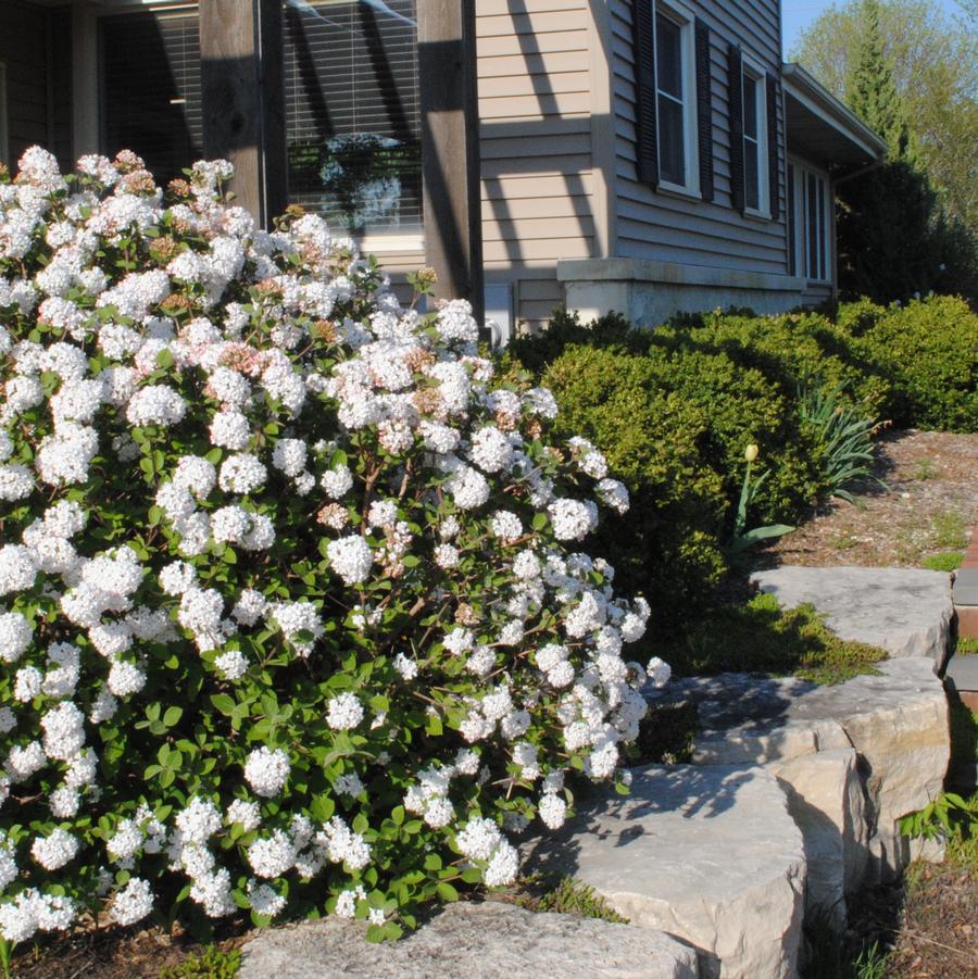Viburnum carlesii Spice Island&trade;