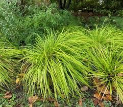 Carex oshimensis EverColor&reg; Everillo