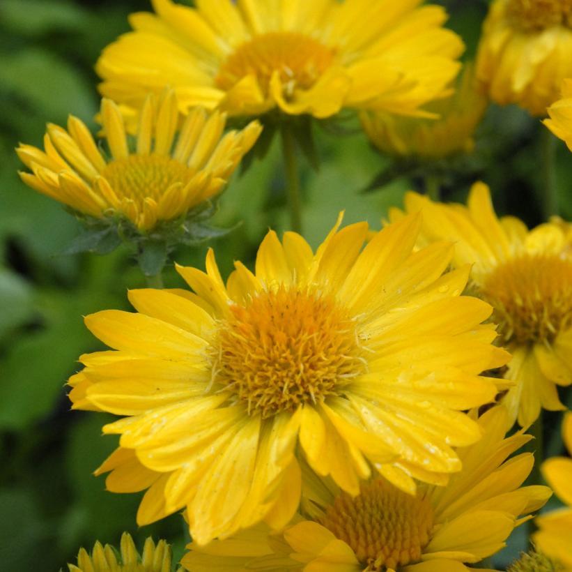Gaillardia x grandiflora Mesa&trade; Yellow
