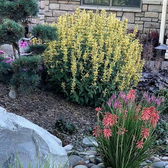 Agastache Kudos&trade; Yellow