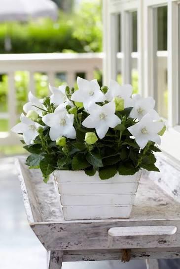 Platycodon grandiflorus Astra White