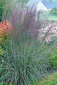 GR-Schizachyrium s. The Blues 