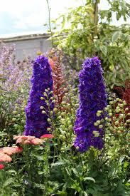 Delphinium Delgenius™ Kingsley