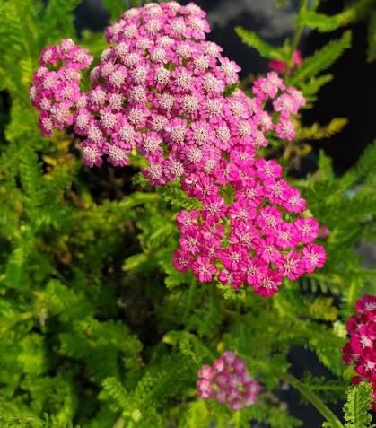 Achillea millefolium Tutti Frutti&trade; Pink Grapefruit
