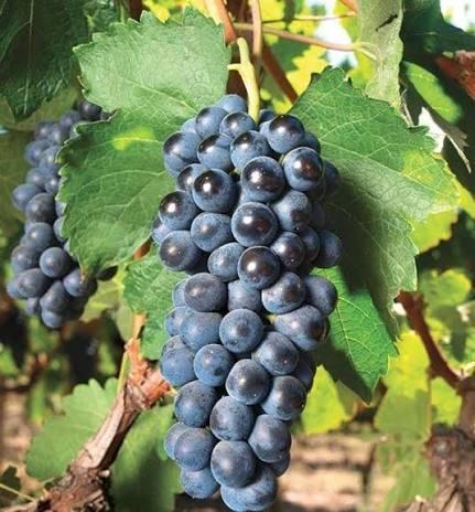Vitis labrusca Concord Seedless