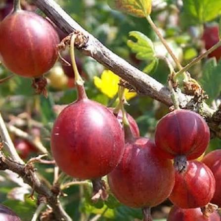 Ribes uva-crispa Hinnonmaki Red