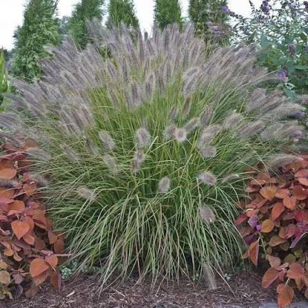 Pennisetum alopecuroides Prairie Winds&reg; Desert Plains