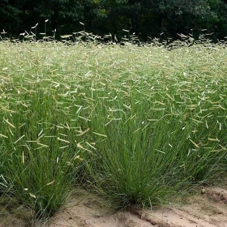 Bouteloua gracilis Blonde Ambition