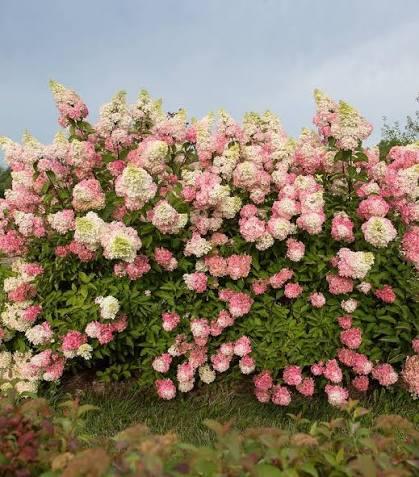 Hydrangea paniculata Berry White&reg;