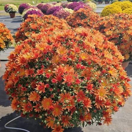 Mum Bronze 