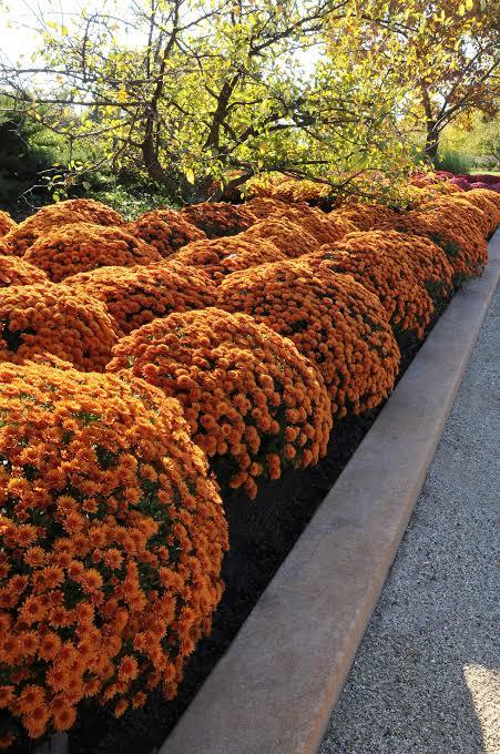 Mum Orange 