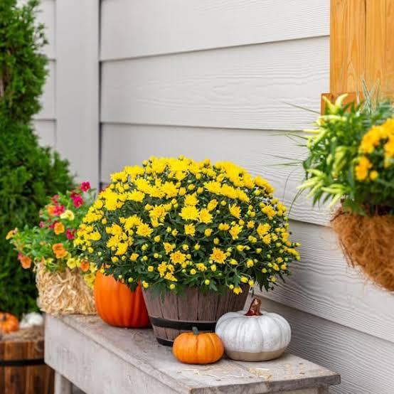 Yellow Mum 