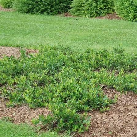 Aronia melanocarpa Ground Hug&reg;