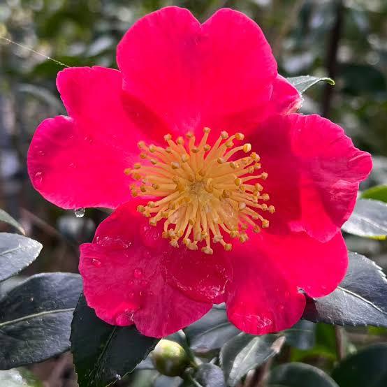 Camellia sasanqua Yuletide