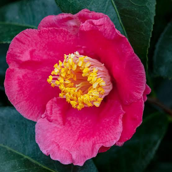 Camellia japonica Ice Angels&reg; Spring's Promise