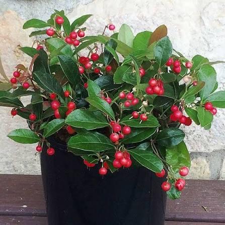 Gaultheria procumbens Cherry Berries&trade;
