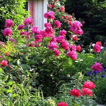 Paeonia lactiflora Karl Rosenfeld