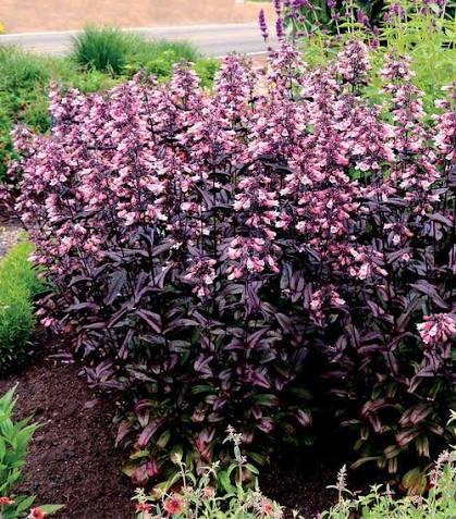 Penstemon digitalis Dakota&trade; Burgundy