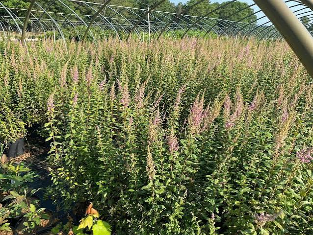 Spiraea tomentosa 
