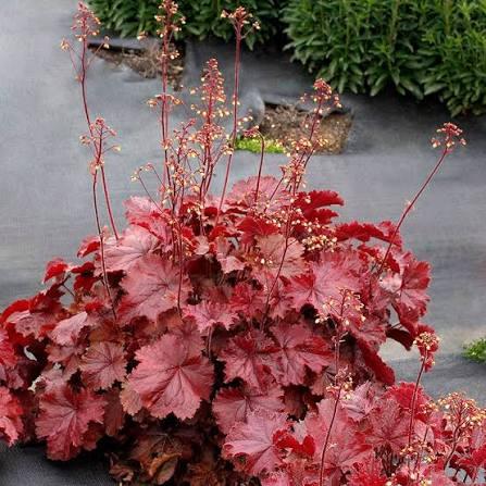 Heuchera Forever&reg; Red