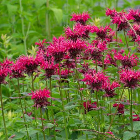 Monarda Raspberry Wine