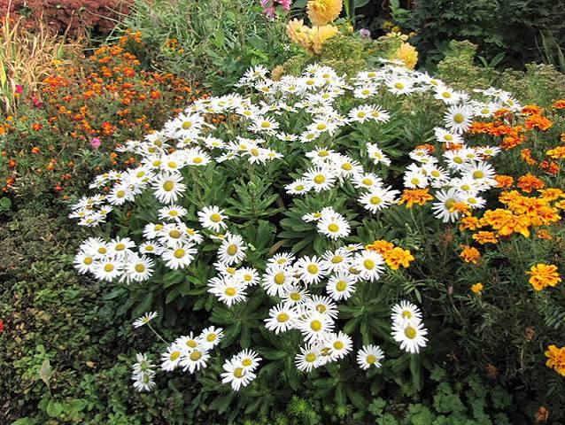 Nipponanthemum nipponicum 