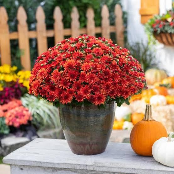 Red Mum 