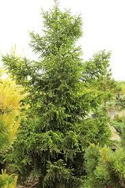 Picea orientalis Gowdy