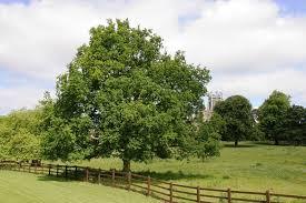 Quercus robur 