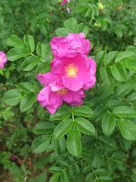 Rosa rugosa 