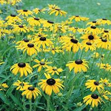 Rudbeckia fulgida var. speciosa Viette's Little Suzy