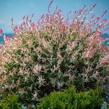 Salix integra Flamingo