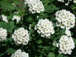 Spiraea betulifolia Tor