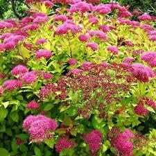 Spiraea japonica Magic Carpet