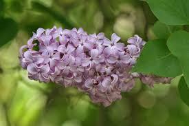 Syringa vulgaris 