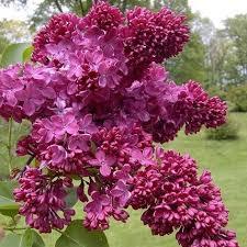 Syringa vulgaris Congo