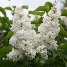Syringa vulgaris Madame Lemoine