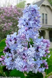 Syringa vulgaris President Grevy