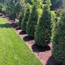 Thuja plicata Northern Spire