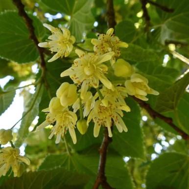 Tilia americana 