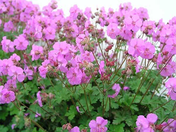Geranium x cantabrigiense Karmina