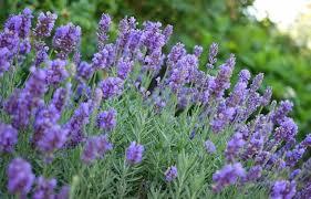 Lavandula x intermedia Sensational™ 