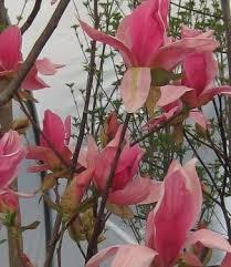 Magnolia Daybreak